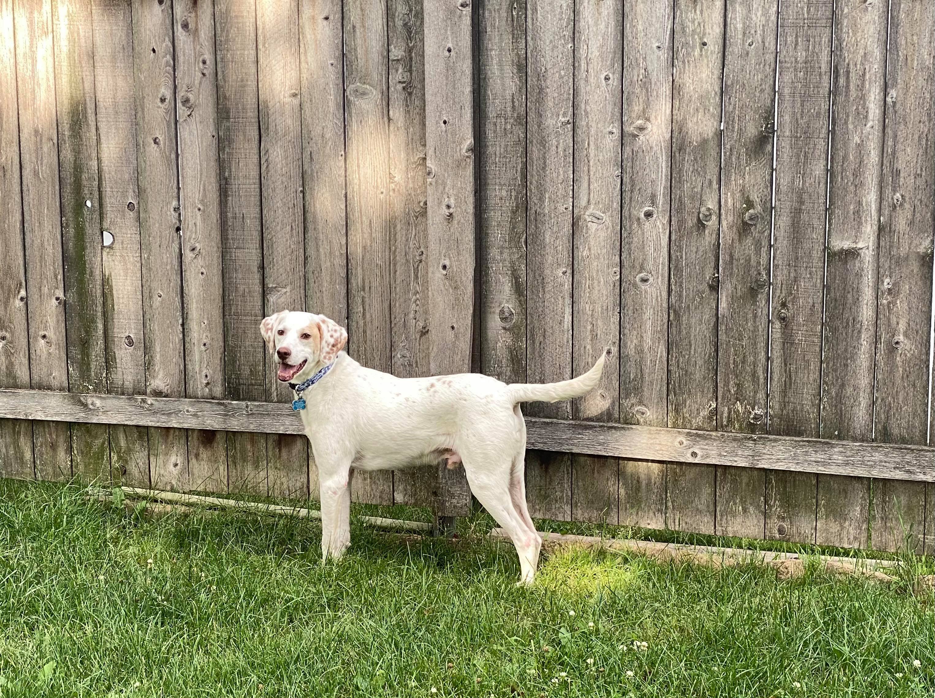 Henry